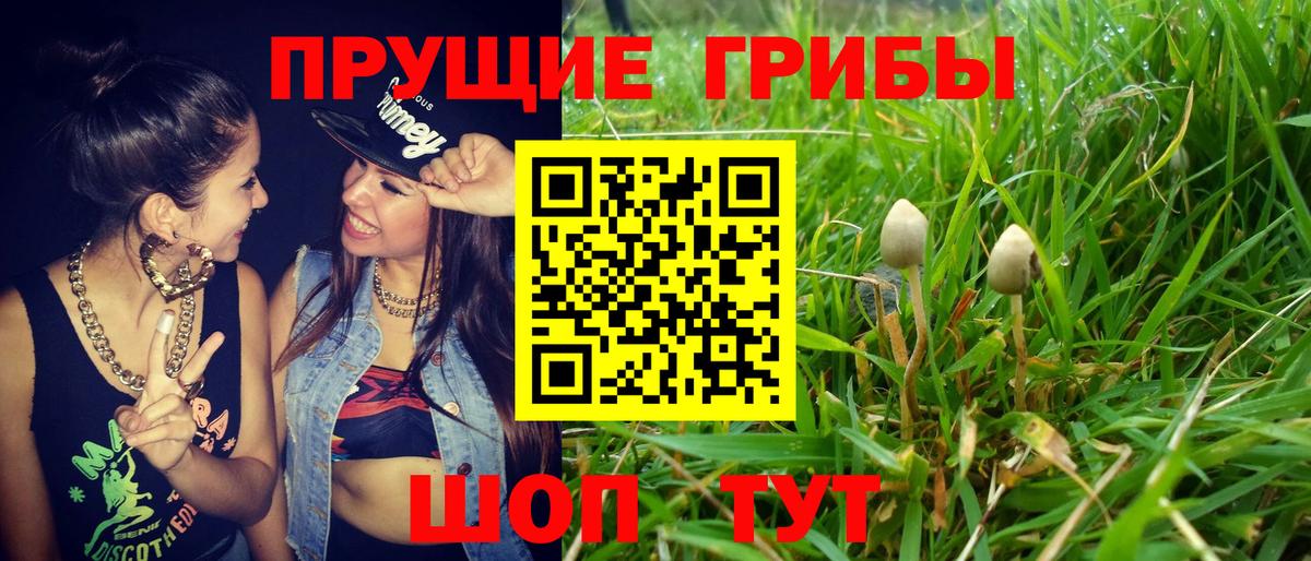 дарнет шоп  Вход с VPN  Обнинск  Галлюциногенные грибы GOLDEN TEACHER 